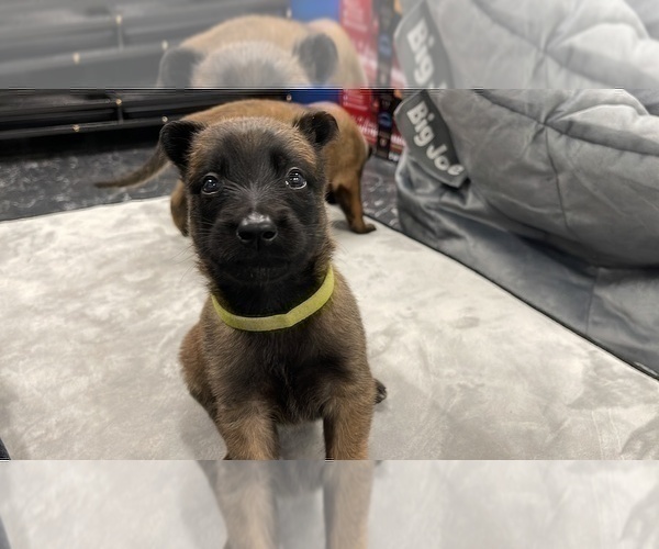Medium Photo #91 Belgian Malinois Puppy For Sale in REESEVILLE, WI, USA