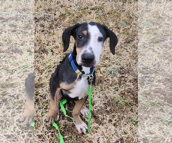 Medium Photo #6 Unknown-Whippet Mix Puppy For Sale in Virginia Beach, VA, USA