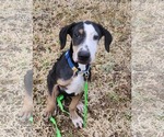 Small #5 Whippet Mix