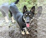 Small #1 German Shepherd Dog