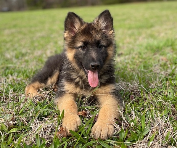 View Ad German Shepherd Dog Puppy For Sale Near Georgia Mount Airy Usa Adn 244480