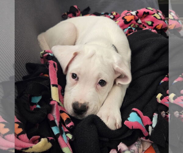 Medium Photo #13 Boxer-Unknown Mix Puppy For Sale in Brooklyn Center, MN, USA