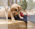 Image preview for Ad Listing. Nickname: Lottie