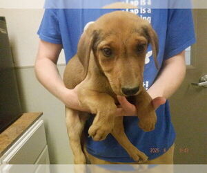Labrador Retriever-Unknown Mix Dogs for adoption in Oroville, CA, USA