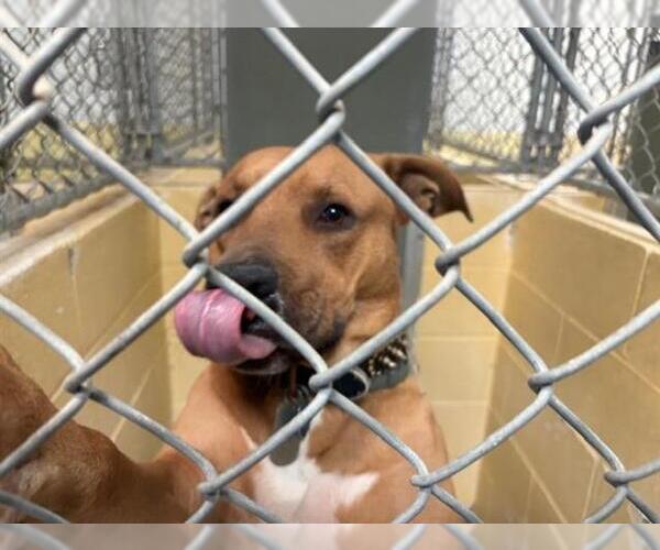 Medium Photo #1 Mutt Puppy For Sale in Tulsa, OK, USA