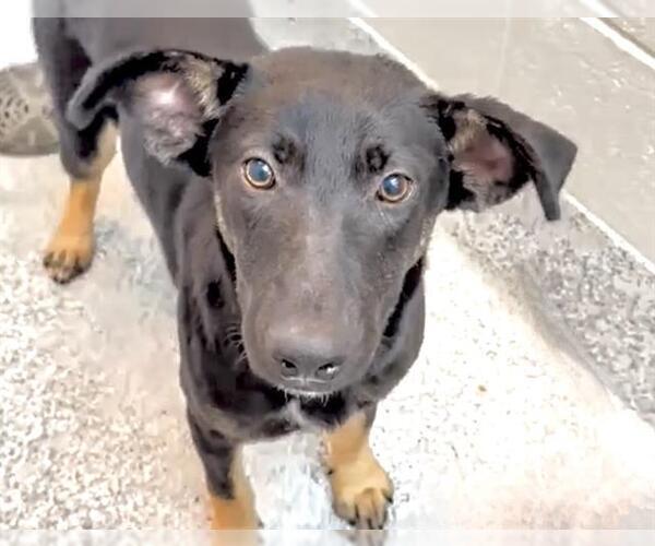 Medium Photo #2 German Shepherd Dog Puppy For Sale in Houston, TX, USA