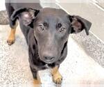 Small #1 German Shepherd Dog