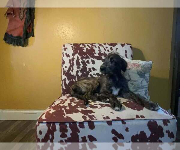 Medium Photo #3 Irish Wolfhound Puppy For Sale in WINDSOR, MO, USA