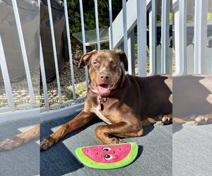 Labrador Retriever-Unknown Mix Dogs for adoption in Wakefield, RI, USA