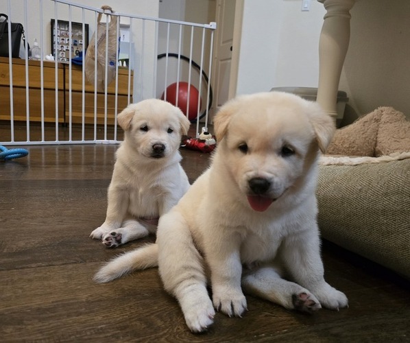 Medium Photo #1 Jindo Dog Puppy For Sale in CARROLLTON, TX, USA