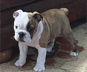 English Bulldog Puppy for sale in LEBANON, MO, USA