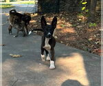 Small #3 Labrador Retriever Mix