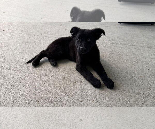 Medium Photo #5 German Shepherd Dog-Unknown Mix Puppy For Sale in The Woodlands, TX, USA