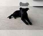 Small #4 German Shepherd Dog Mix