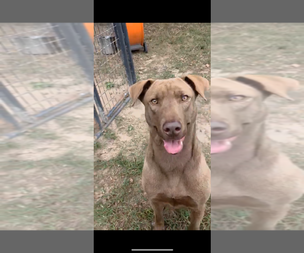 Medium Photo #2 Chesapeake Bay Retriever-Unknown Mix Puppy For Sale in Brewster, NY, USA