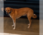 Small #4 Great Pyrenees Mix