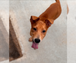 Small #2 Labrador Retriever Mix
