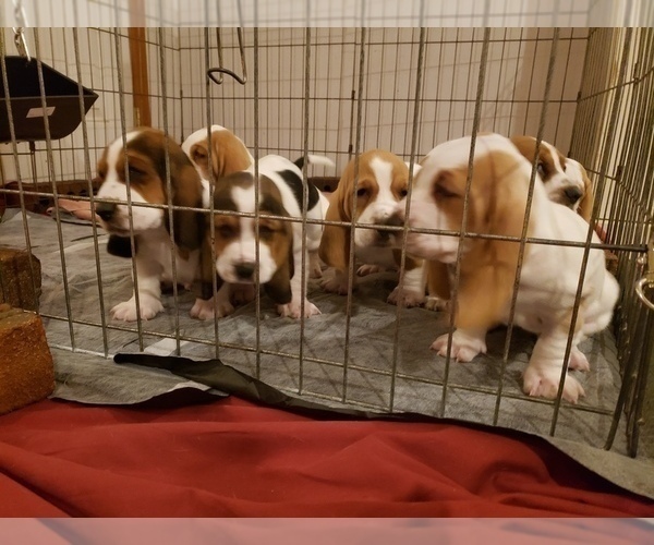 Medium Photo #9 Basset Hound Puppy For Sale in CLAREMORE, OK, USA