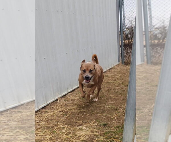 Medium Photo #4 Boxer-Unknown Mix Puppy For Sale in Evansville, IN, USA
