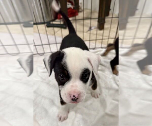 Medium Photo #1 Mutt Puppy For Sale in Royal Palm Beach, FL, USA