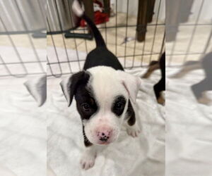 Mutt Dogs for adoption in Royal Palm Beach, FL, USA