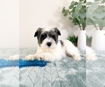 Small #4 Schnauzer (Miniature)