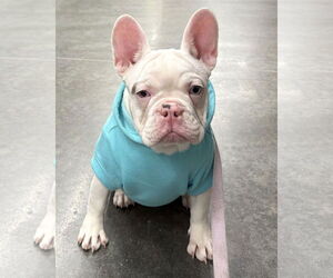 French Bulldog Dogs for adoption in Corona, CA, USA