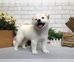 Small Photo #1 Shiba Inu Puppy For Sale in SEATTLE, WA, USA