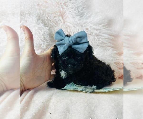 Medium Photo #3 Poodle (Toy) Puppy For Sale in NAPLES, FL, USA