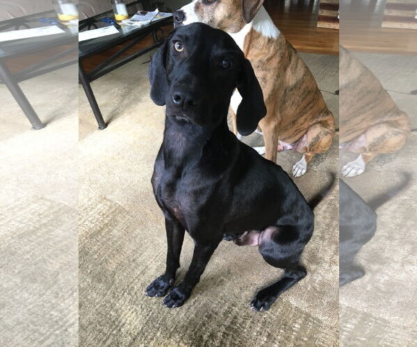 Medium Photo #38 Plott Hound-Weimaraner Mix Puppy For Sale in Rockaway, NJ, USA