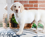 Small #8 Labrador Retriever