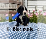 Small #9 Bernedoodle