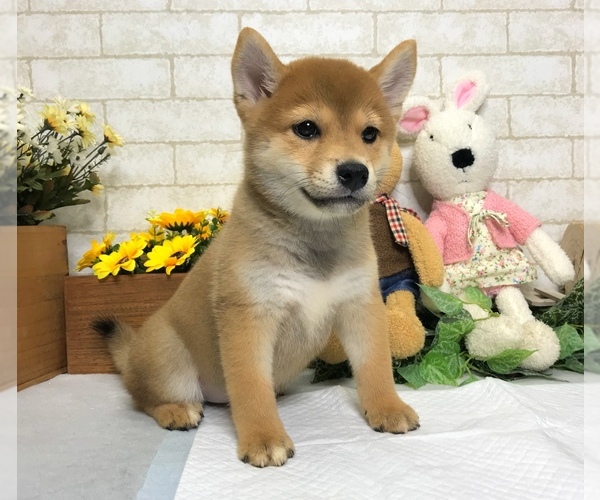 Medium Photo #1 Shiba Inu Puppy For Sale in SACRAMENTO, CA, USA