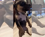 Image preview for Ad Listing. Nickname: Roscoe