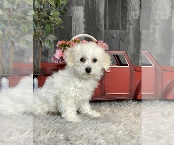 Medium Photo #2 Bichpoo Puppy For Sale in CANOGA, NY, USA