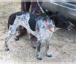 Small #3 German Shepherd Dog-German Shorthaired Pointer Mix
