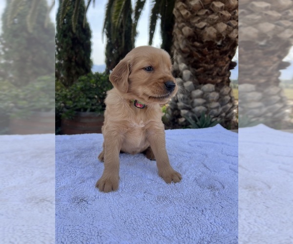 Medium Photo #4 Golden Retriever Puppy For Sale in GREENFIELD, CA, USA