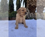 Small #3 Golden Retriever