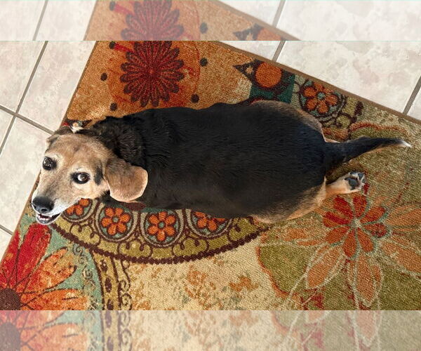 Medium Photo #10 Beagle Puppy For Sale in Dunnellon, FL, USA