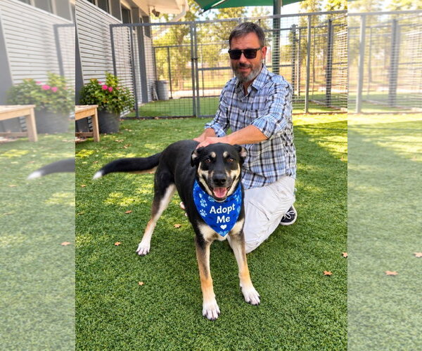 Medium Photo #2 Mutt Puppy For Sale in Euless, TX, USA