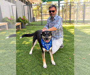 Hera - Female Mutt Dog for Adoption - Photo #2