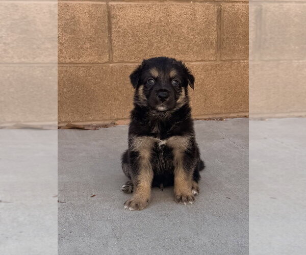 Medium Photo #1 German Shepherd Dog-Unknown Mix Puppy For Sale in Dana Point, CA, USA
