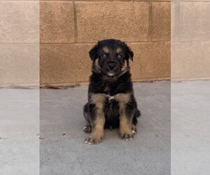 German Shepherd Dog-Unknown Mix Dogs for adoption in Dana Point, CA, USA