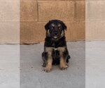 Small German Shepherd Dog Mix