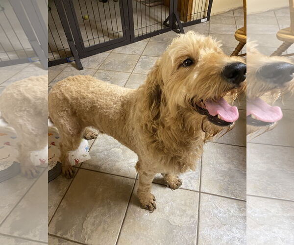 Medium Photo #3 Goldendoodle Puppy For Sale in Hillsboro, MO, USA