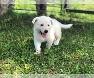 German Shepherd Dog Puppy for sale in CARDINGTON, OH, USA
