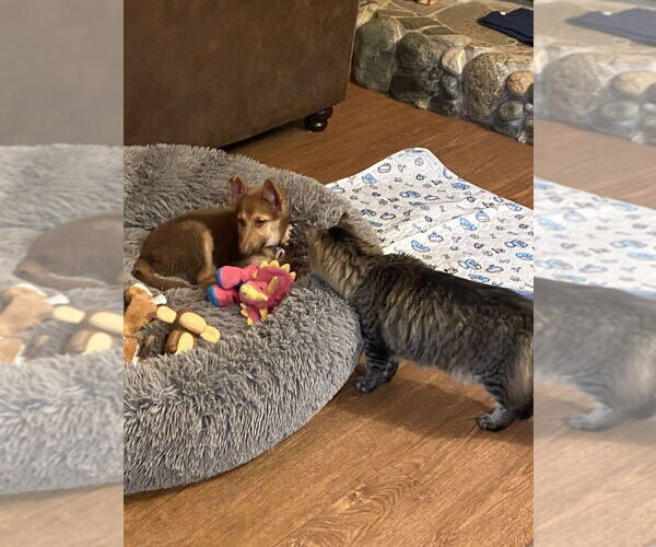 Medium Photo #3 German Shepherd Dog-Unknown Mix Puppy For Sale in West Sacramento, CA, USA