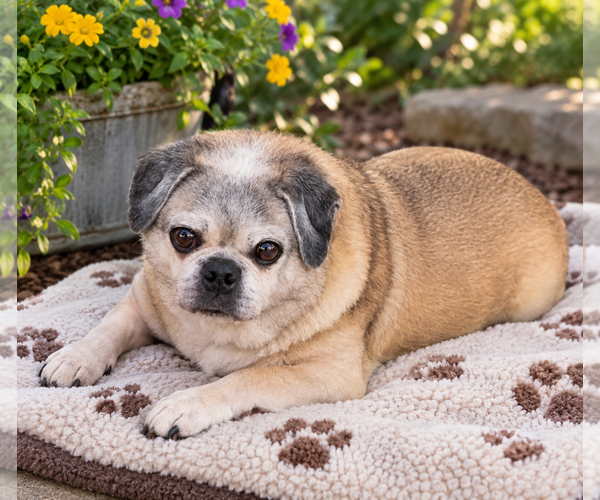 Medium Photo #1 Pug Puppy For Sale in Menifee, CA, USA