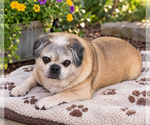 Small Pug