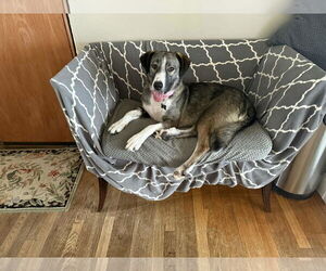 Anatolian Shepherd-Unknown Mix Dogs for adoption in Rockaway, NJ, USA